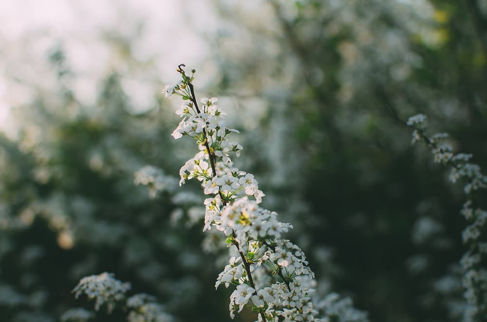 Designing With Nature: Spring in the Hudson Valley